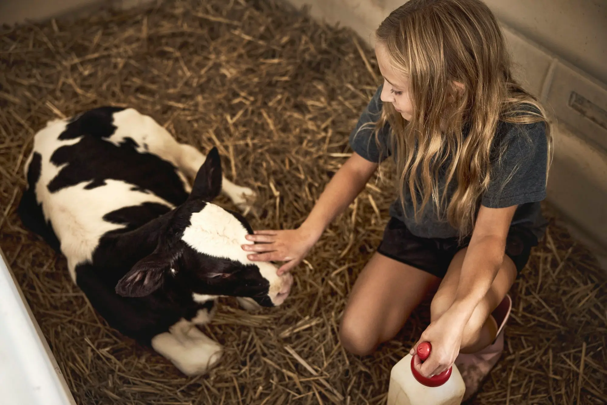 Kind streichelt ein Kalb im Stall