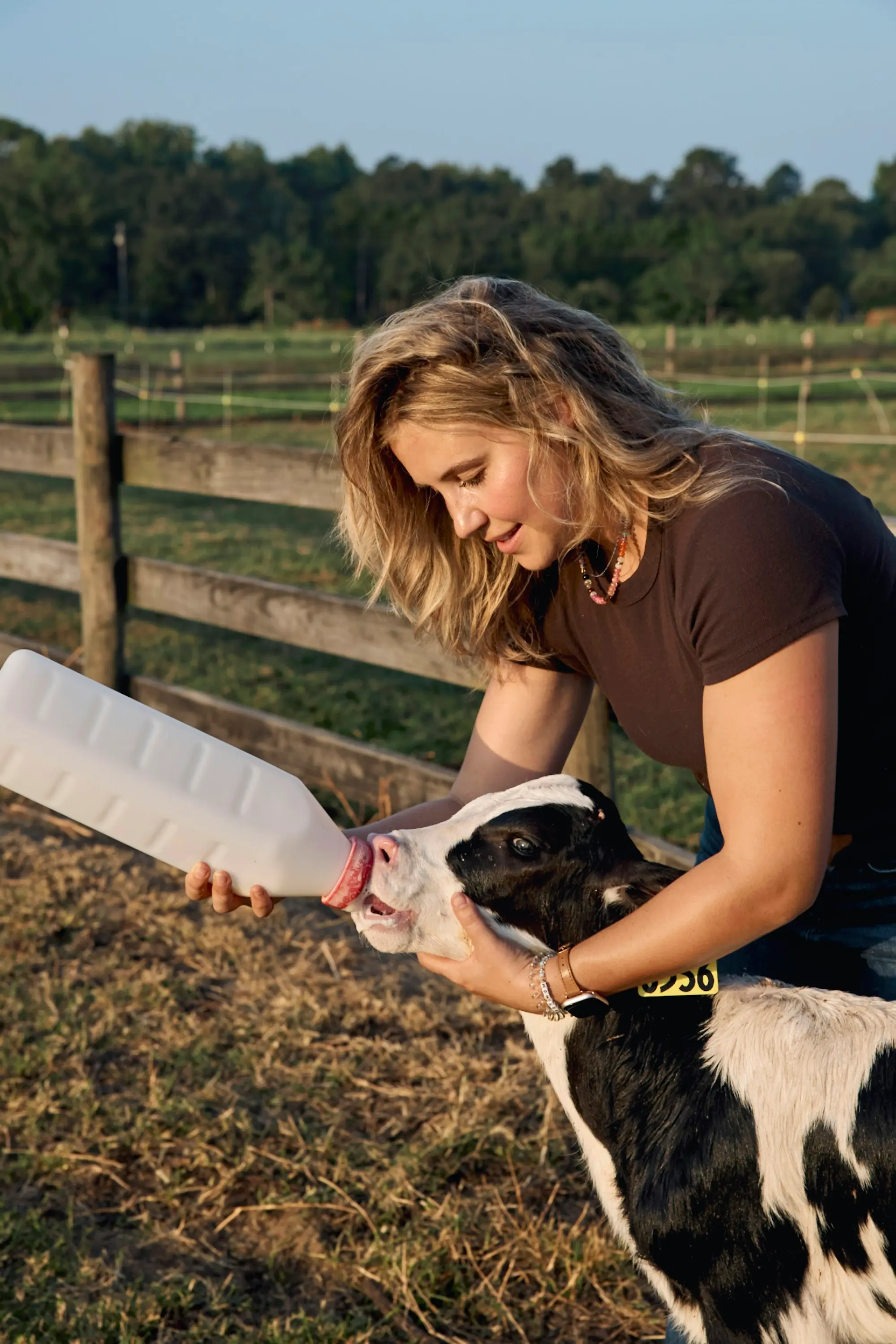 Landwirtin tränkt ein Kalb mit der Milchflasche