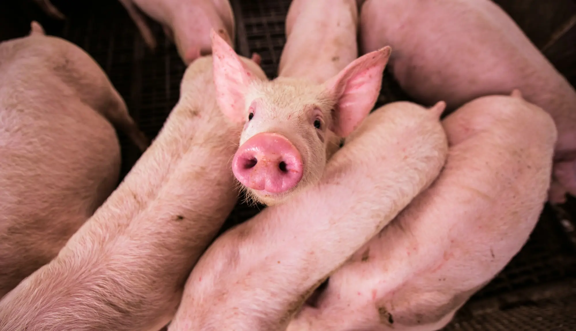 Ferkel in den Händen eines Landwirts